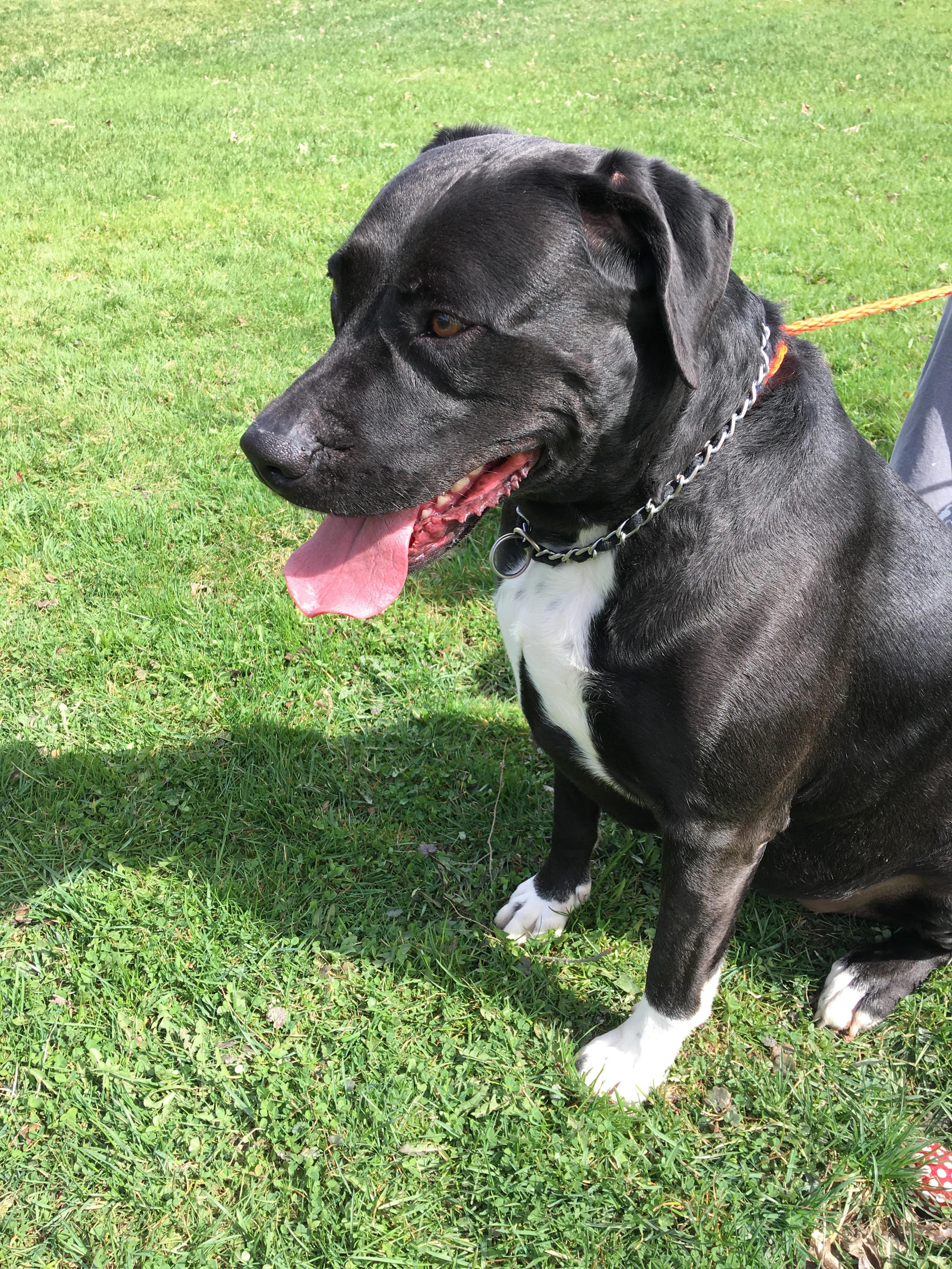 Scratch, Adoptable, Senior Female American Bulldog & Labrador Retriever.