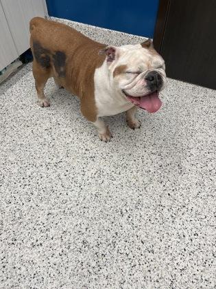 Lady Rolls thumbnail 2