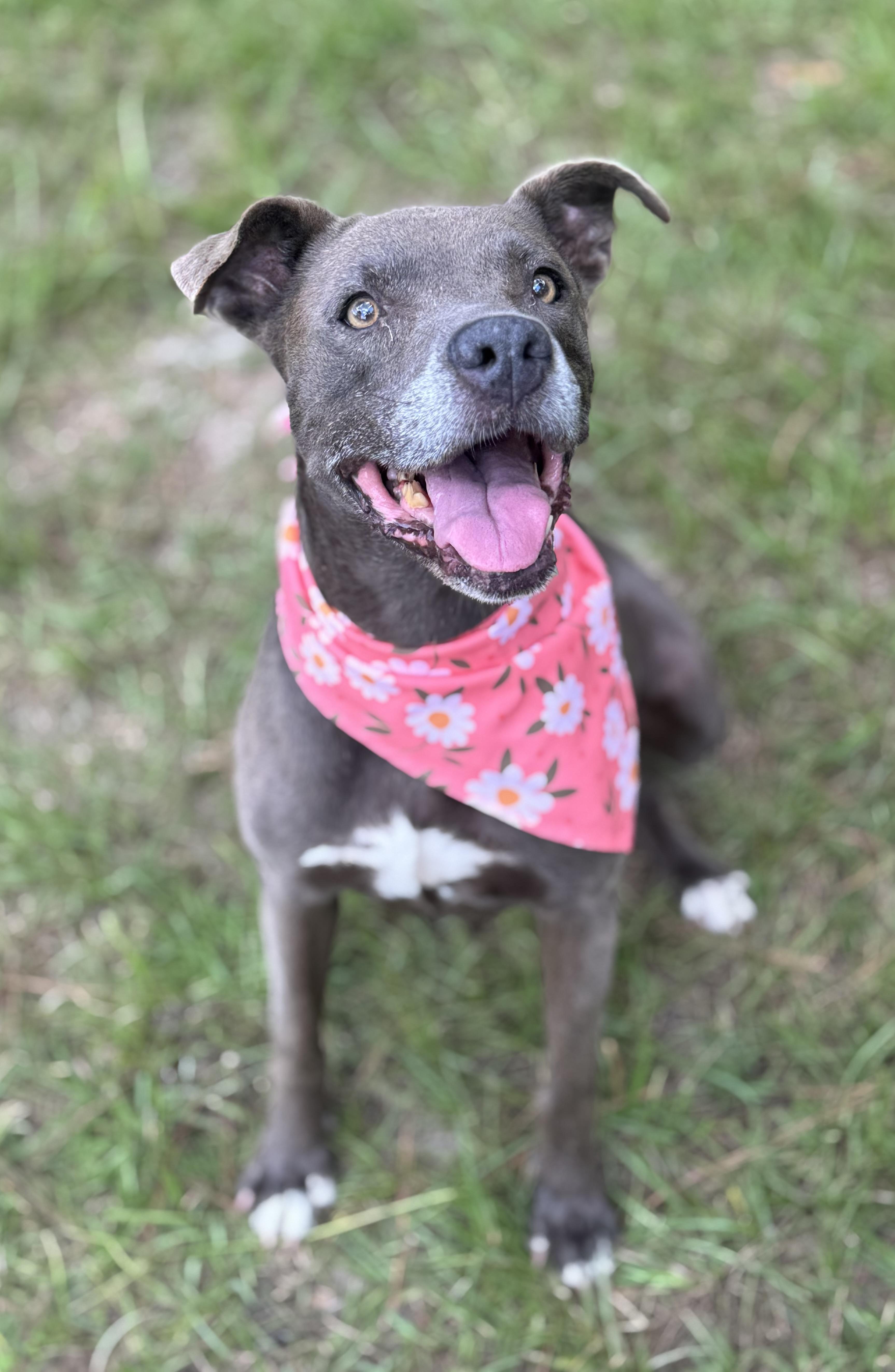 Izzy, a Adoptable mixed breed in Valdosta, GA image 1/4