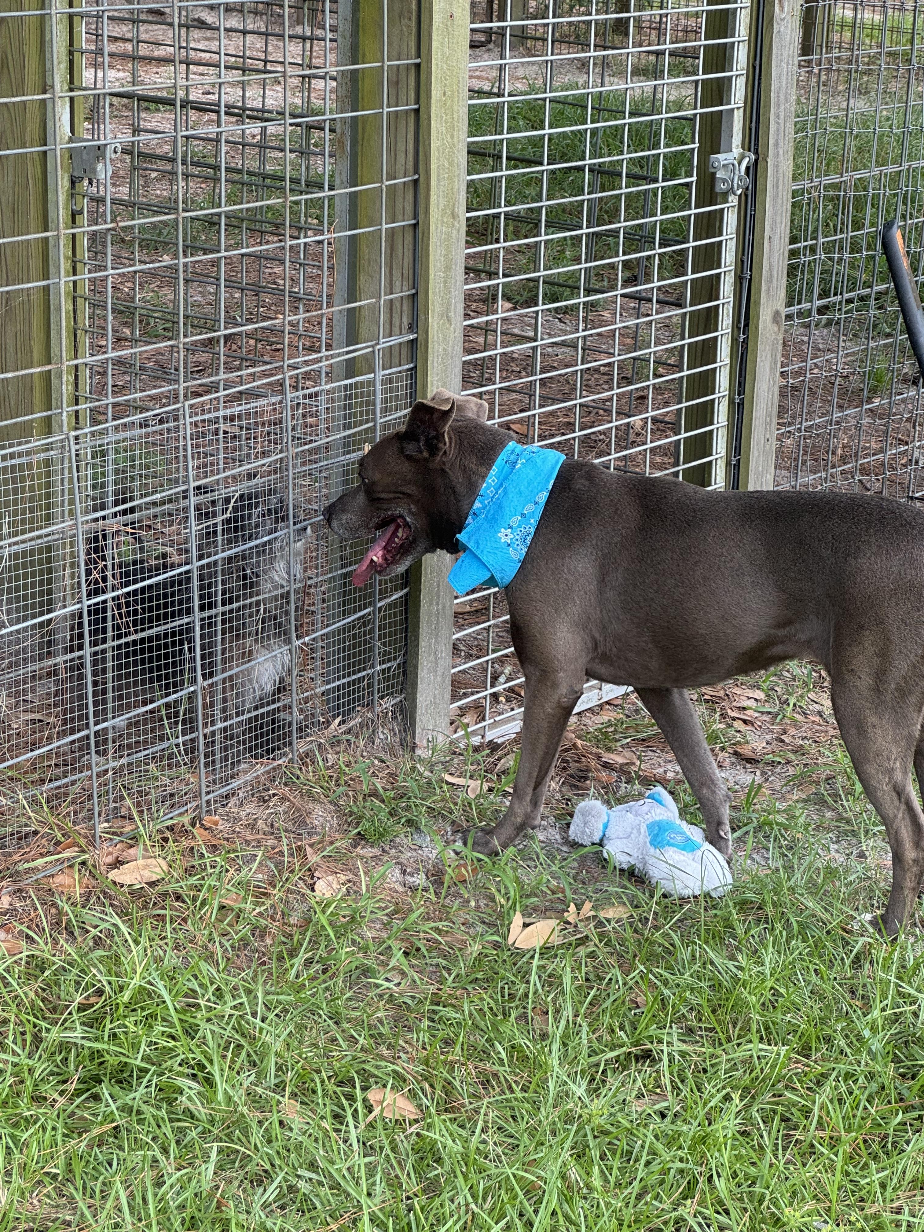 Izzy, a Adoptable mixed breed in Valdosta, GA image 2/4