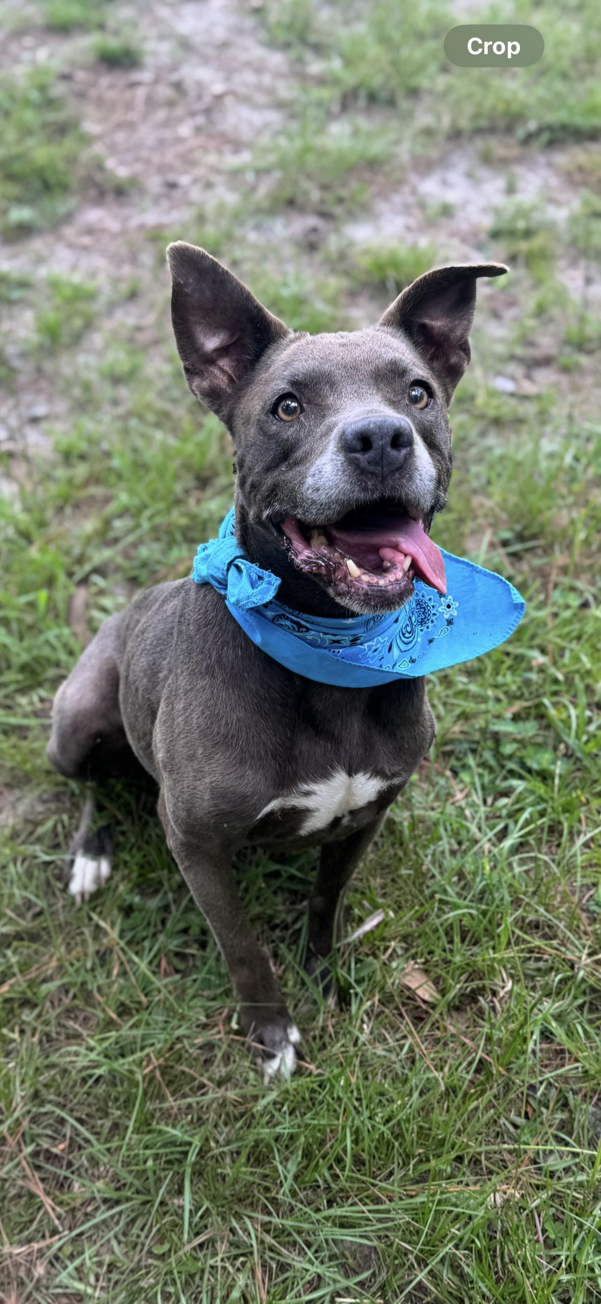 Izzy, a Adoptable mixed breed in Valdosta, GA image 3/4