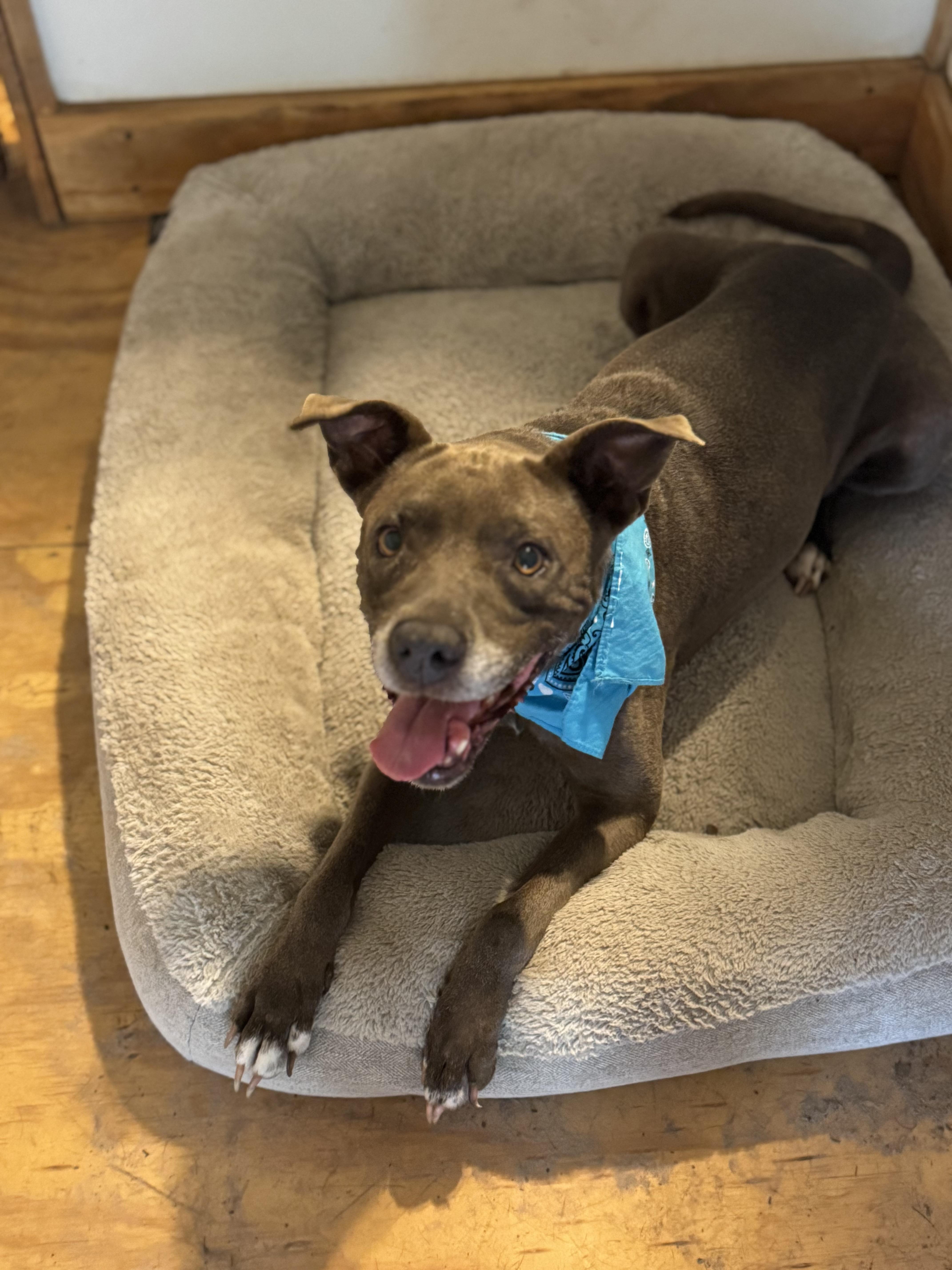 Izzy, a Adoptable mixed breed in Valdosta, GA image 4/4