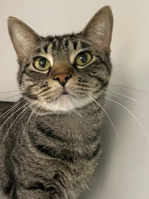 Rex, Adoptable, Adult Male Domestic Short Hair.
