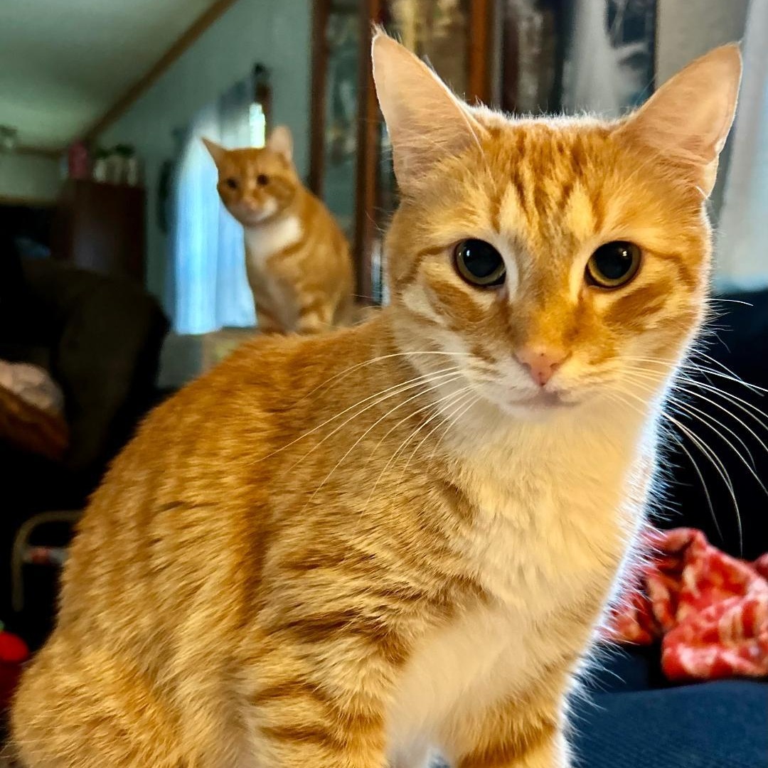 Gary and MoMo, Adult Male unknown