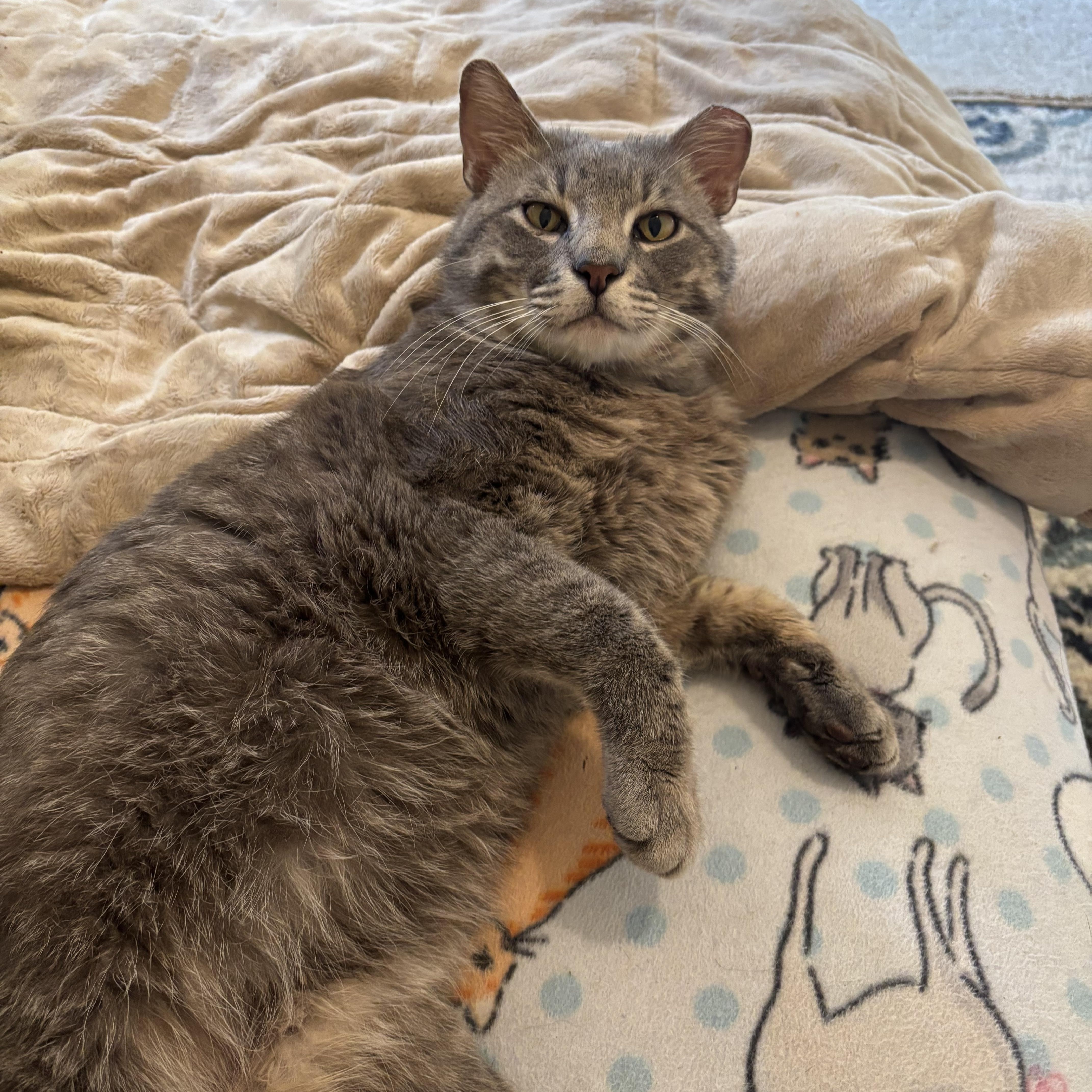 Sterling, an adopted American Shorthair in Springdale, AR image 1/3