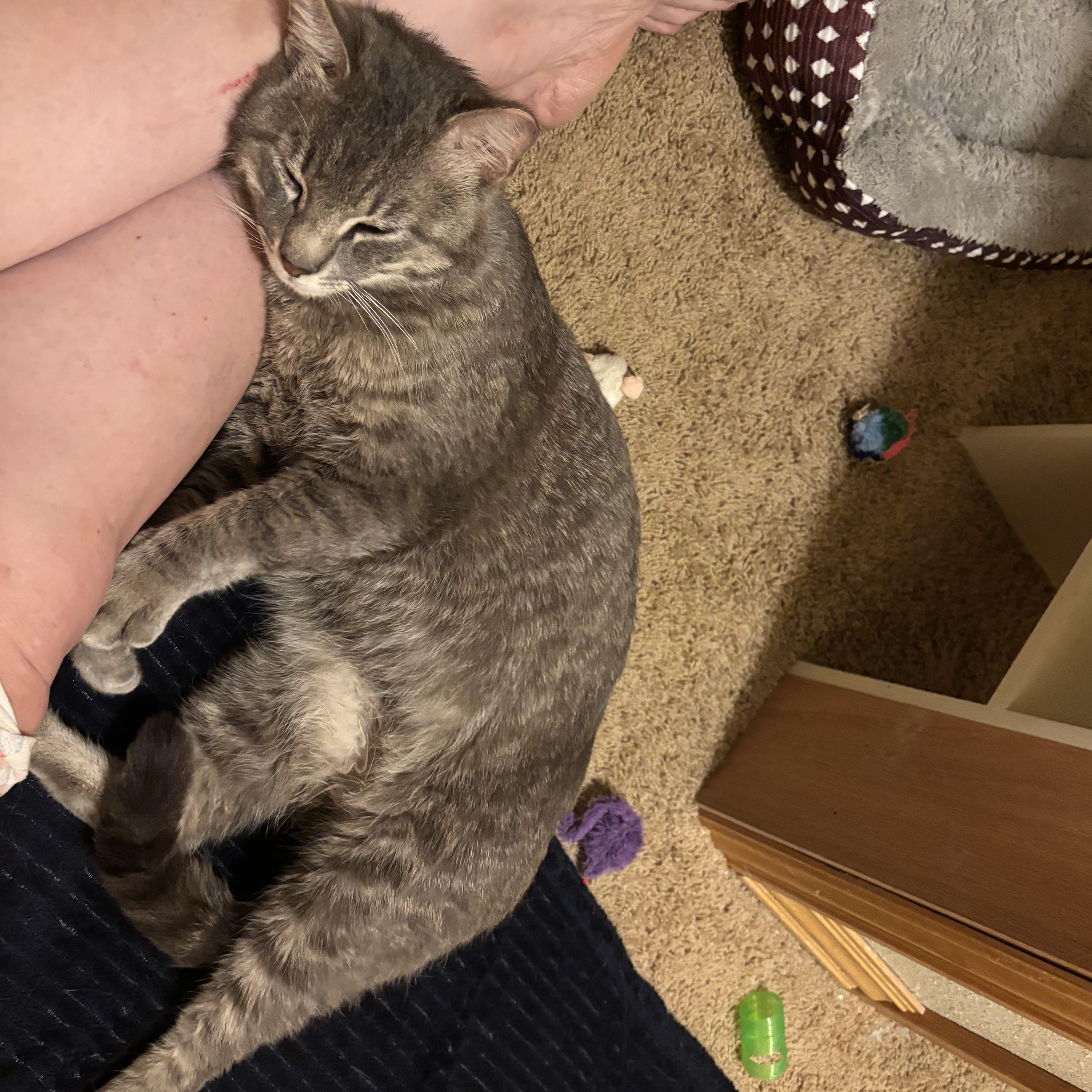 Sterling, an adopted American Shorthair in Springdale, AR image 2/3