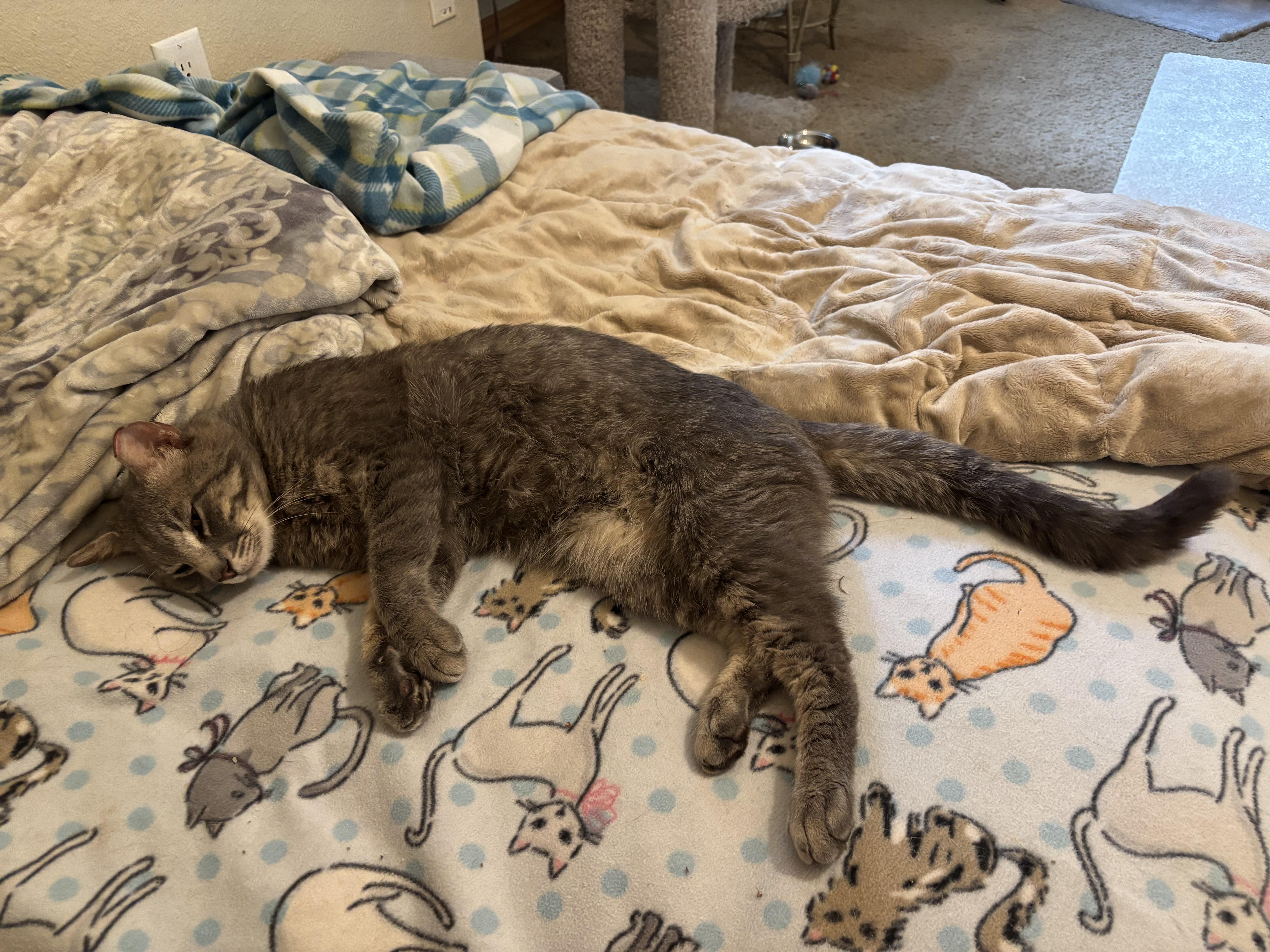 Sterling, an adopted American Shorthair in Springdale, AR image 3/3