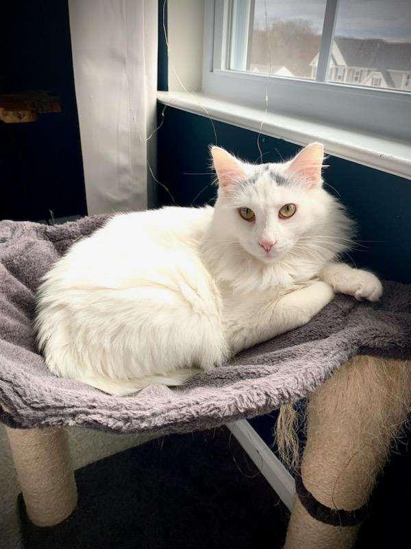 Phoebe, Adopted, Adult Female Domestic Long Hair.