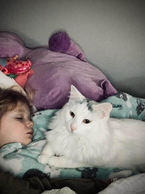 Phoebe, a Adopted Domestic Long Hair in BUTLER, PA image 3/4