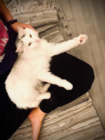 Phoebe, a Adopted Domestic Long Hair in BUTLER, PA image 4/4