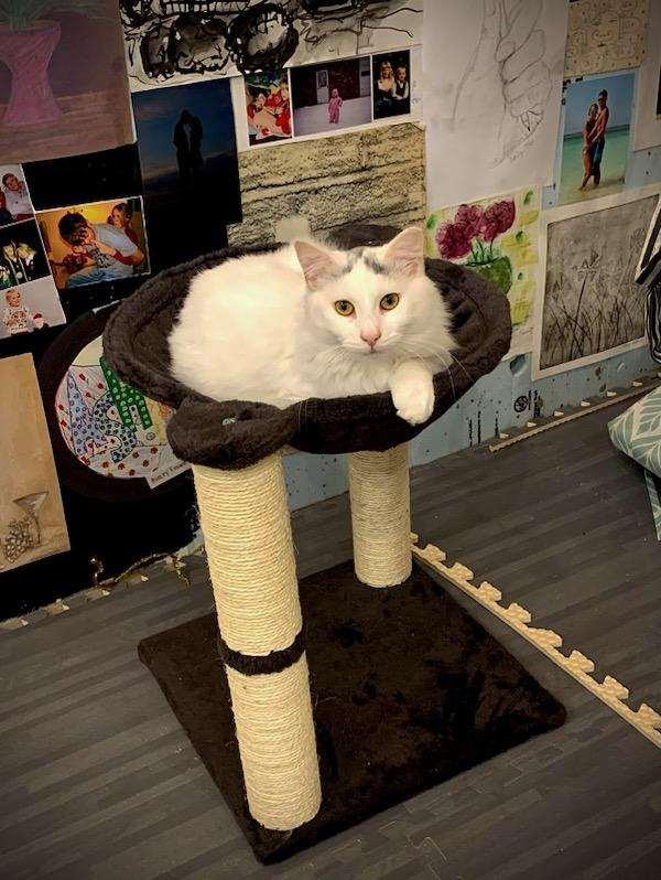 Phoebe, a Adopted Domestic Long Hair in BUTLER, PA image 2/4