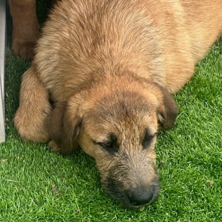 Dog for adoption - Jerry- In Foster, an Irish Terrier Mix in Trenton