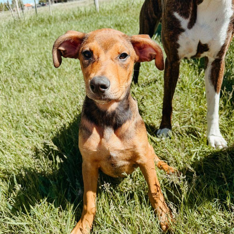 Molly, adopted, Young Female Mixed Breed.
