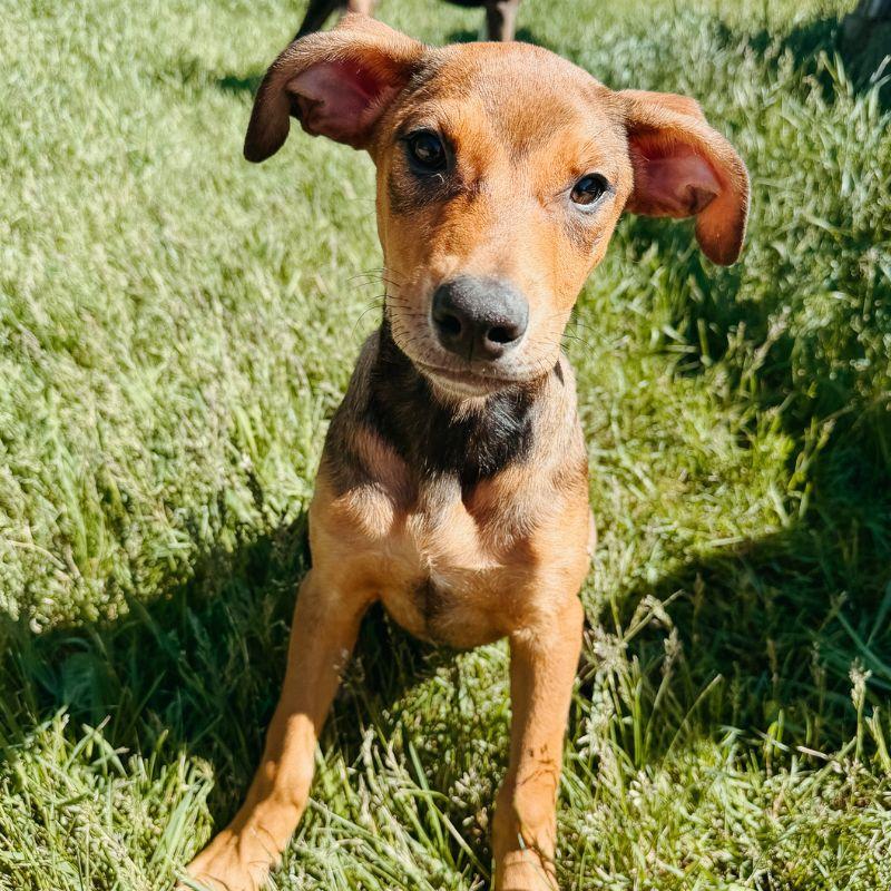Enlarge Molly, an adopted Mixed Breed in Jackson, WY image 2/2