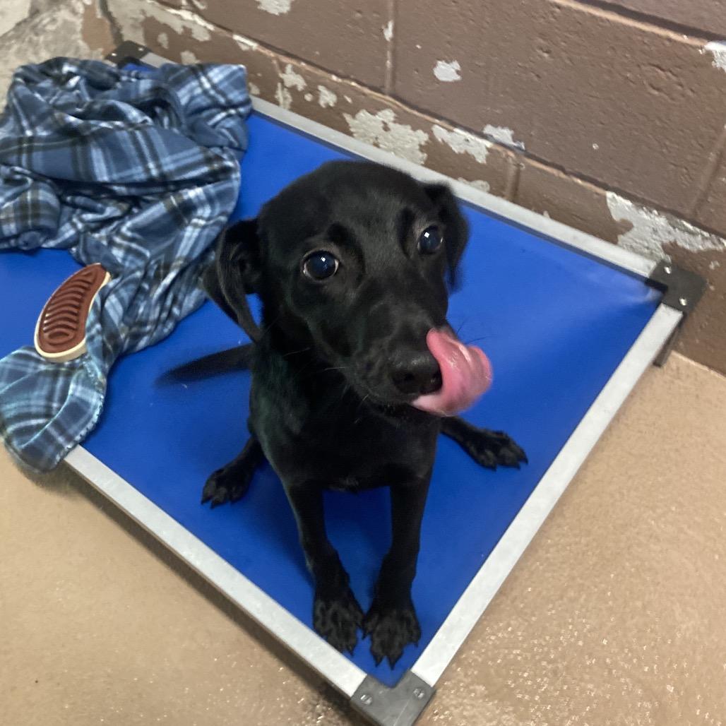 Dr. Frank-n-Furter, Adoptable, Puppy Male Black Labrador Retriever & Mixed Breed.