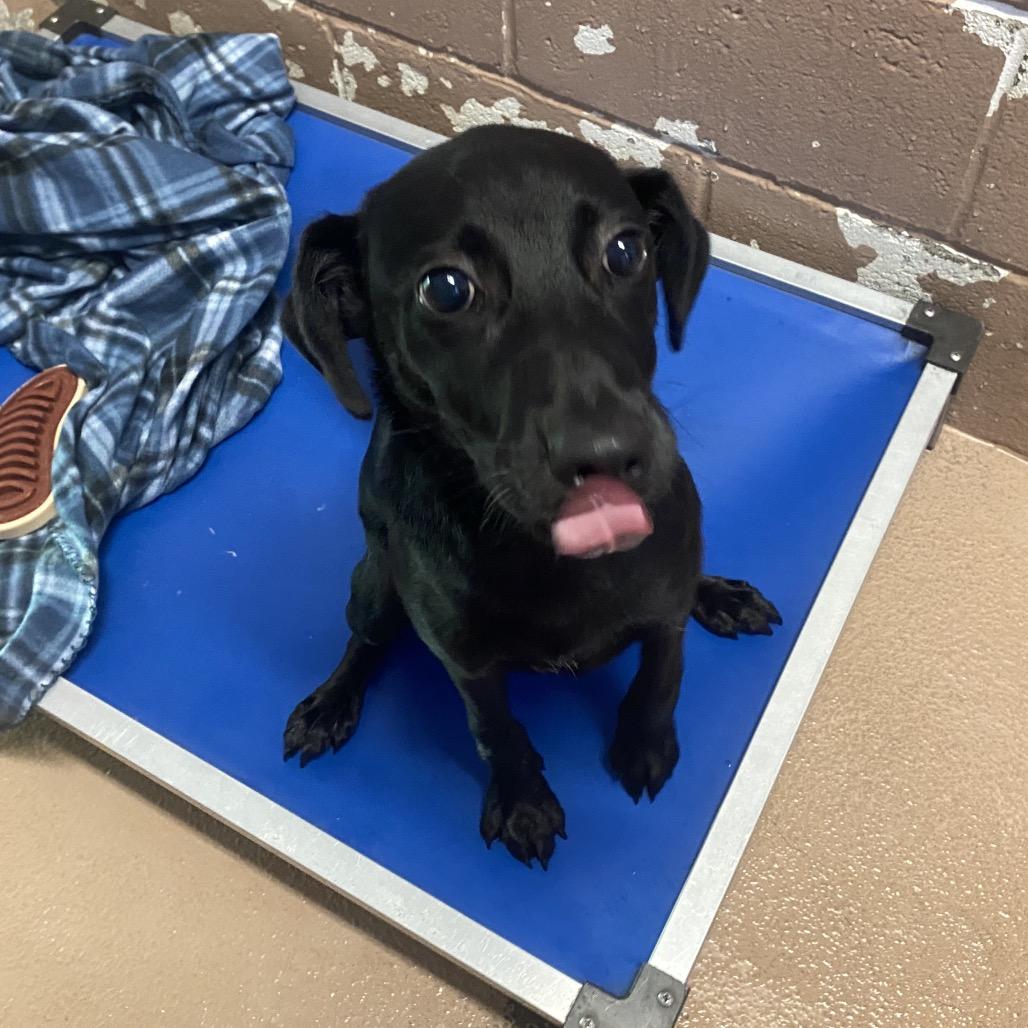 Enlarge Dr. Frank-n-Furter, a Adoptable mixed breed in Caryville, TN image 2/6