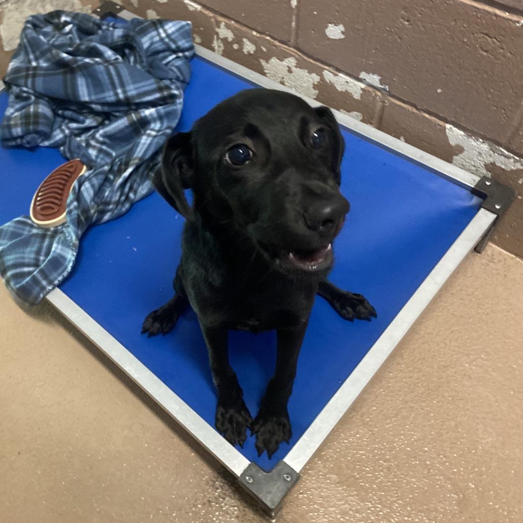 Enlarge Dr. Frank-n-Furter, a Adoptable mixed breed in Caryville, TN image 4/6