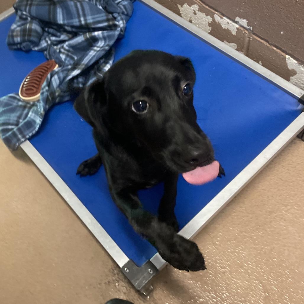 Enlarge Dr. Frank-n-Furter, a Adoptable mixed breed in Caryville, TN image 5/6