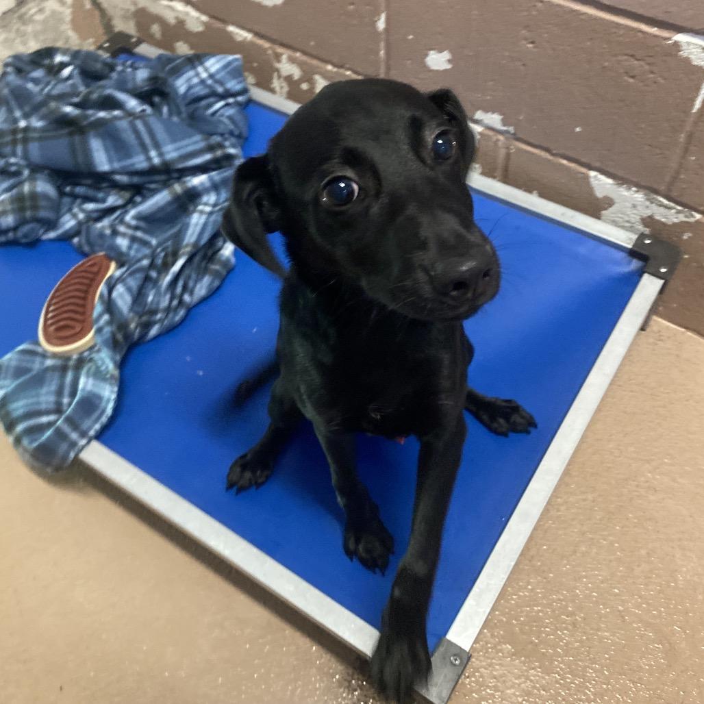 Enlarge Dr. Frank-n-Furter, a Adoptable mixed breed in Caryville, TN image 6/6