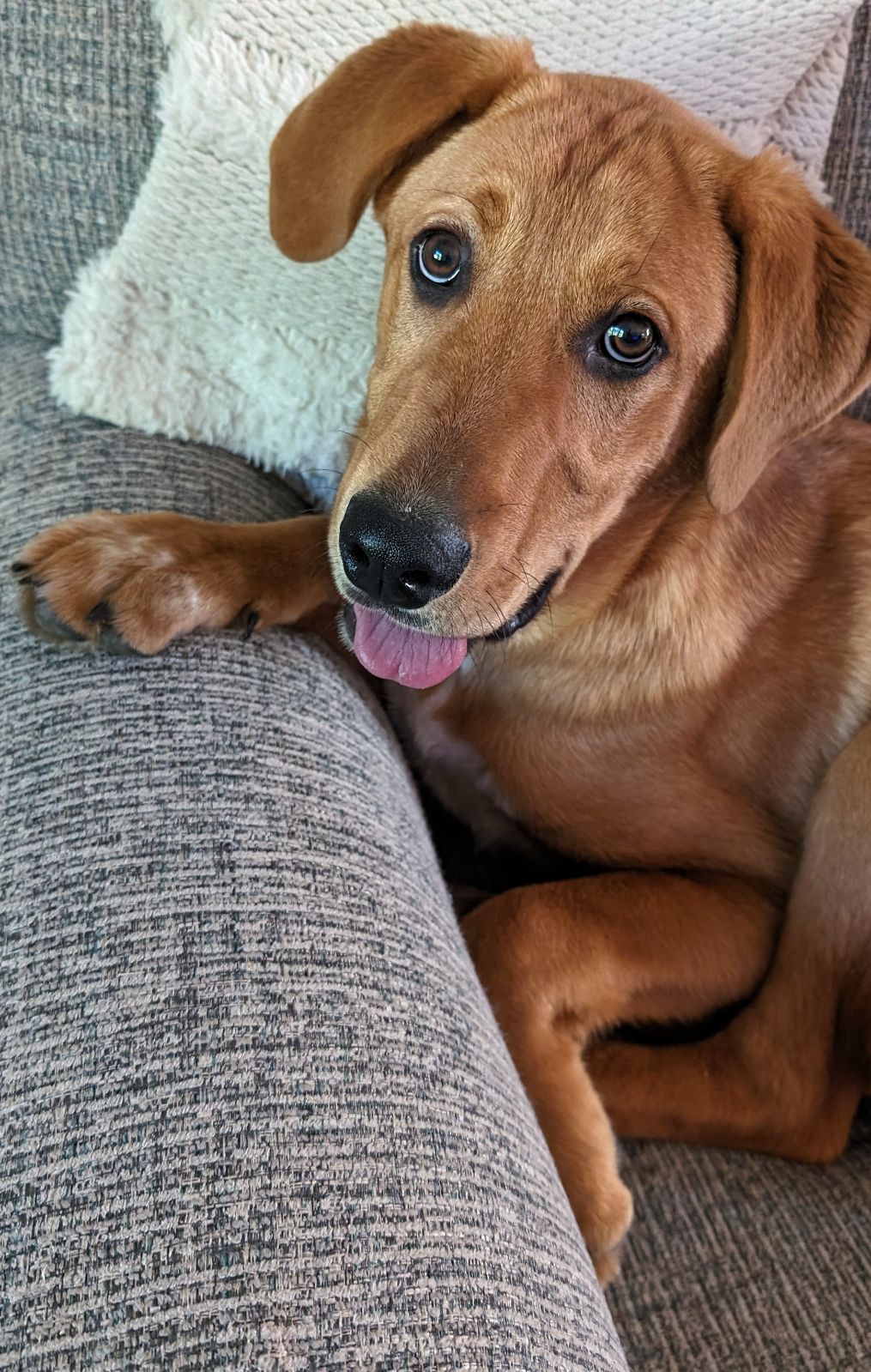 Casey, Adopted, Young Male Labrador Retriever & Coonhound.