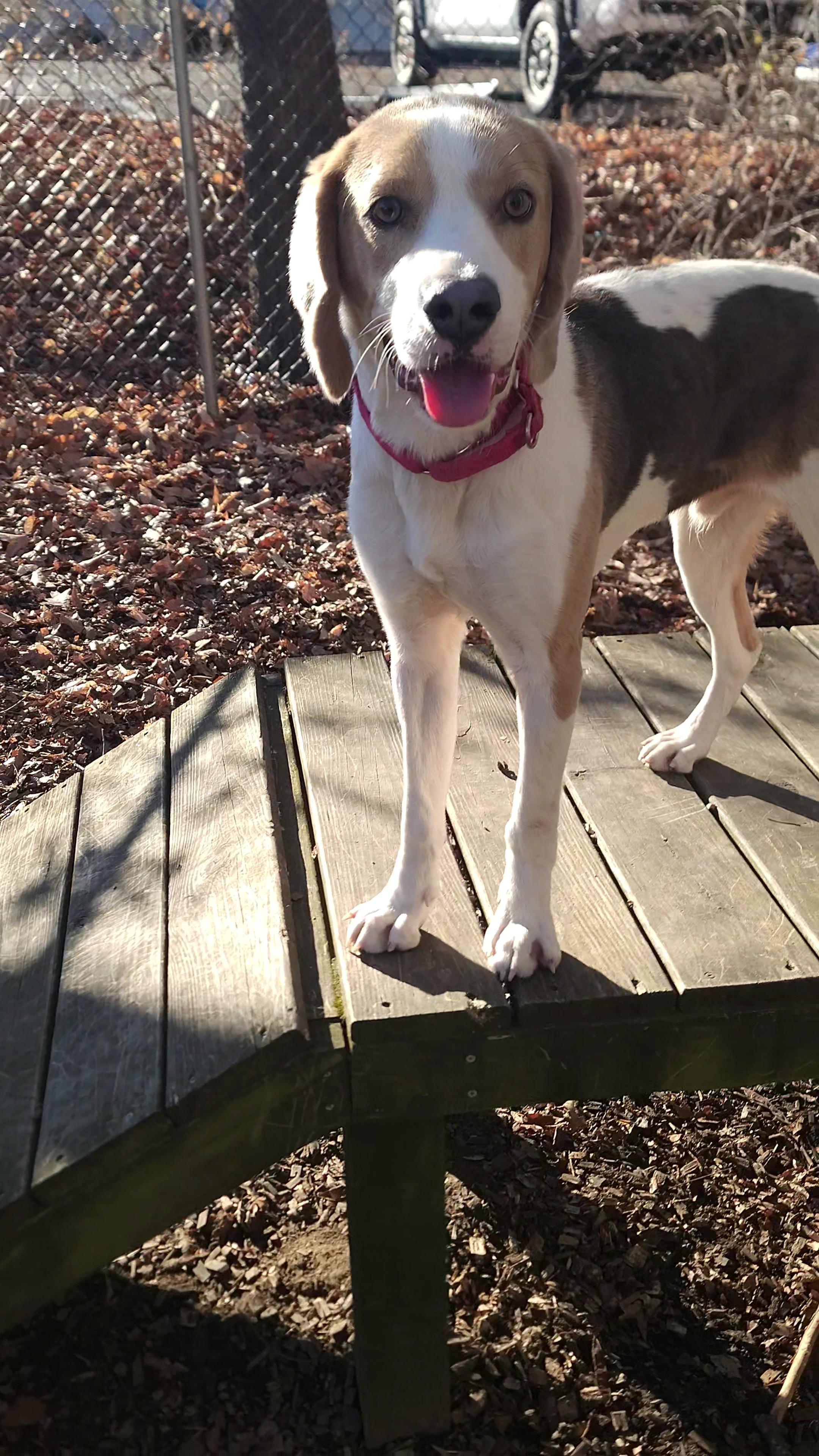 Percy, a ADOPTABLE mixed breed in Prince Frederick, MD image 2/4