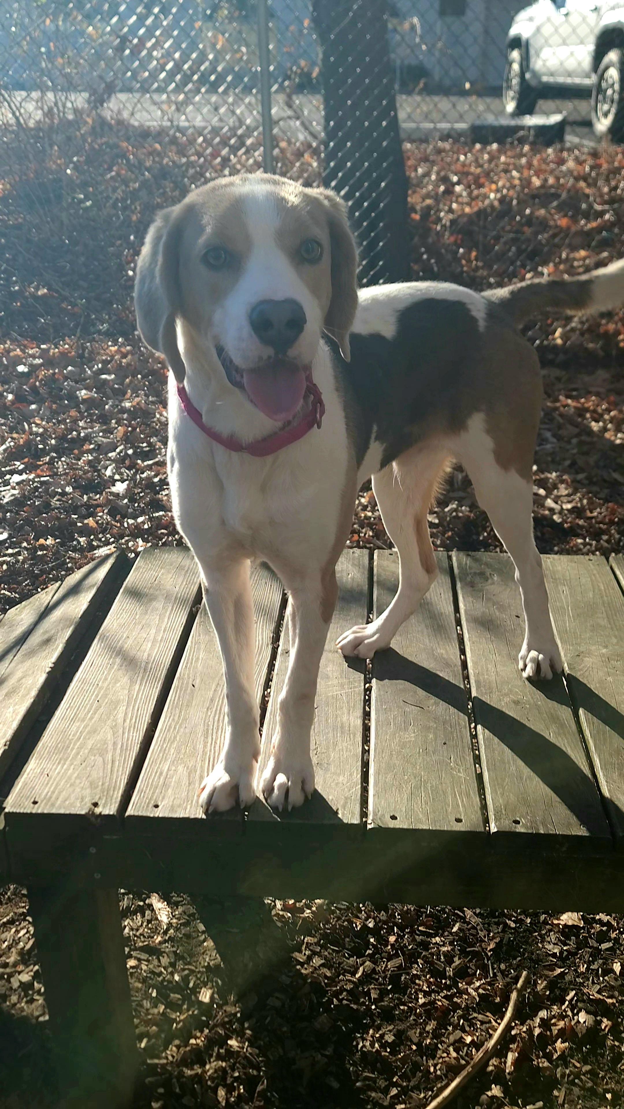 Percy, a ADOPTABLE mixed breed in Prince Frederick, MD image 3/4