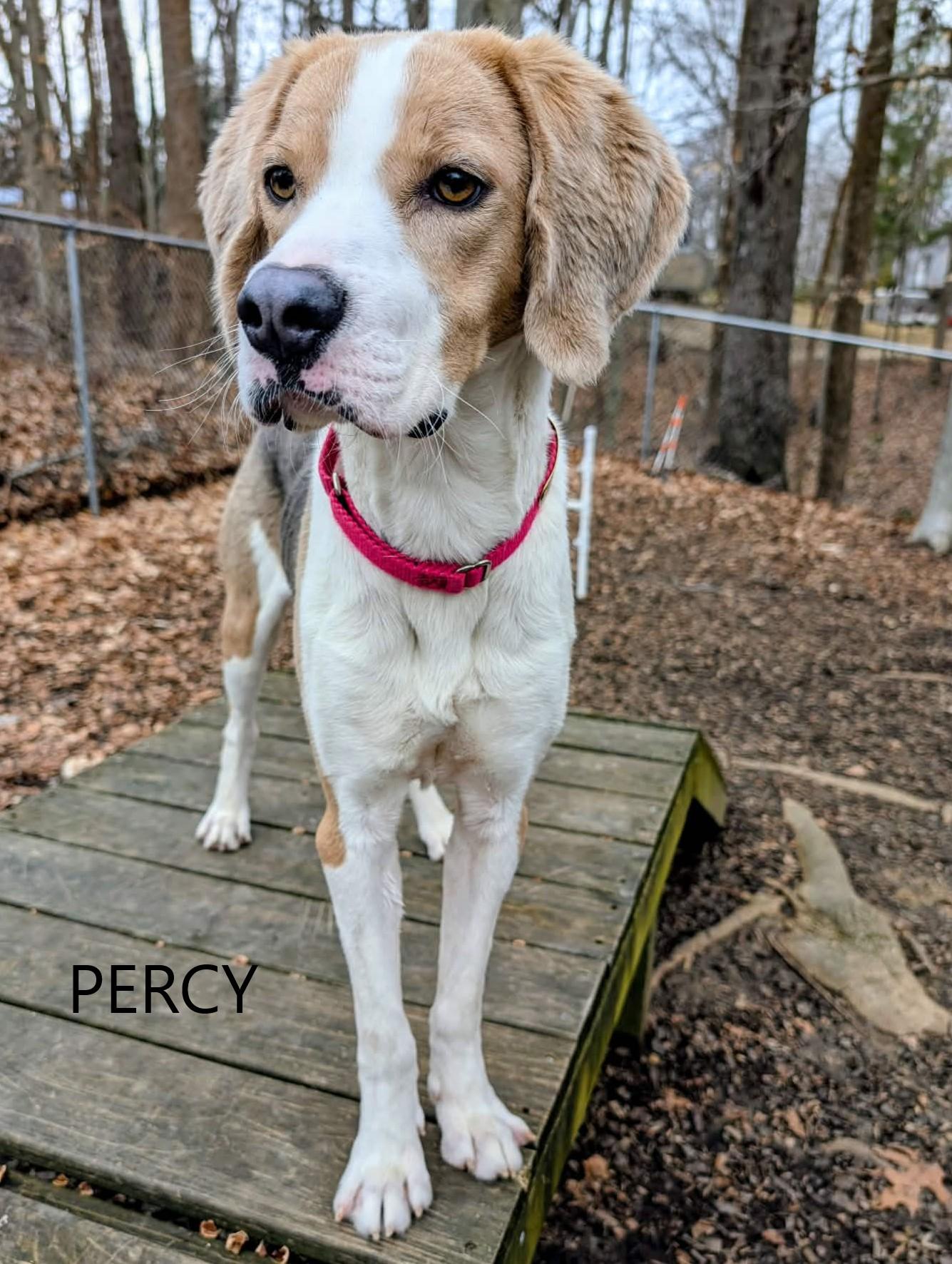 Percy, a ADOPTABLE mixed breed in Prince Frederick, MD image 4/4