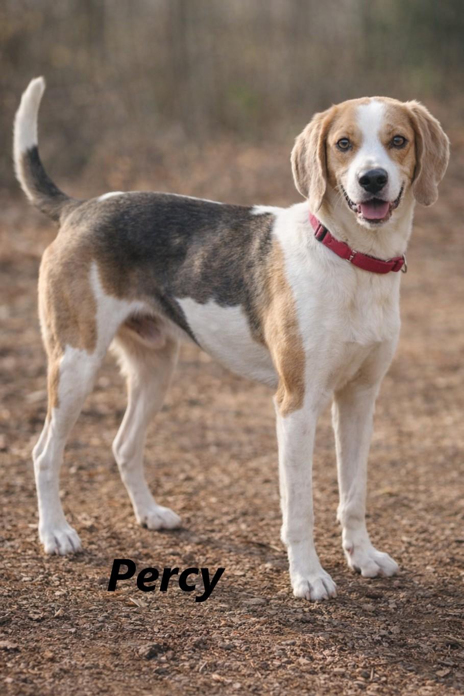 Percy, ADOPTABLE, Adult Male Hound.