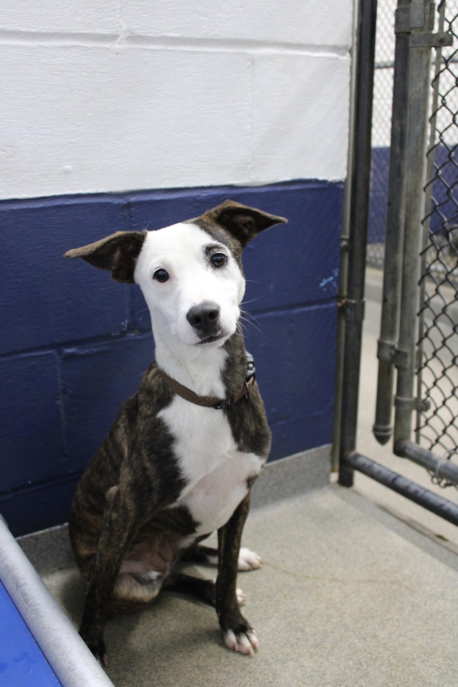 Enlarge Oreo 7mo - older kids pls, a Adoptable Labrador Retriever in Sterling, MA image 1/1
