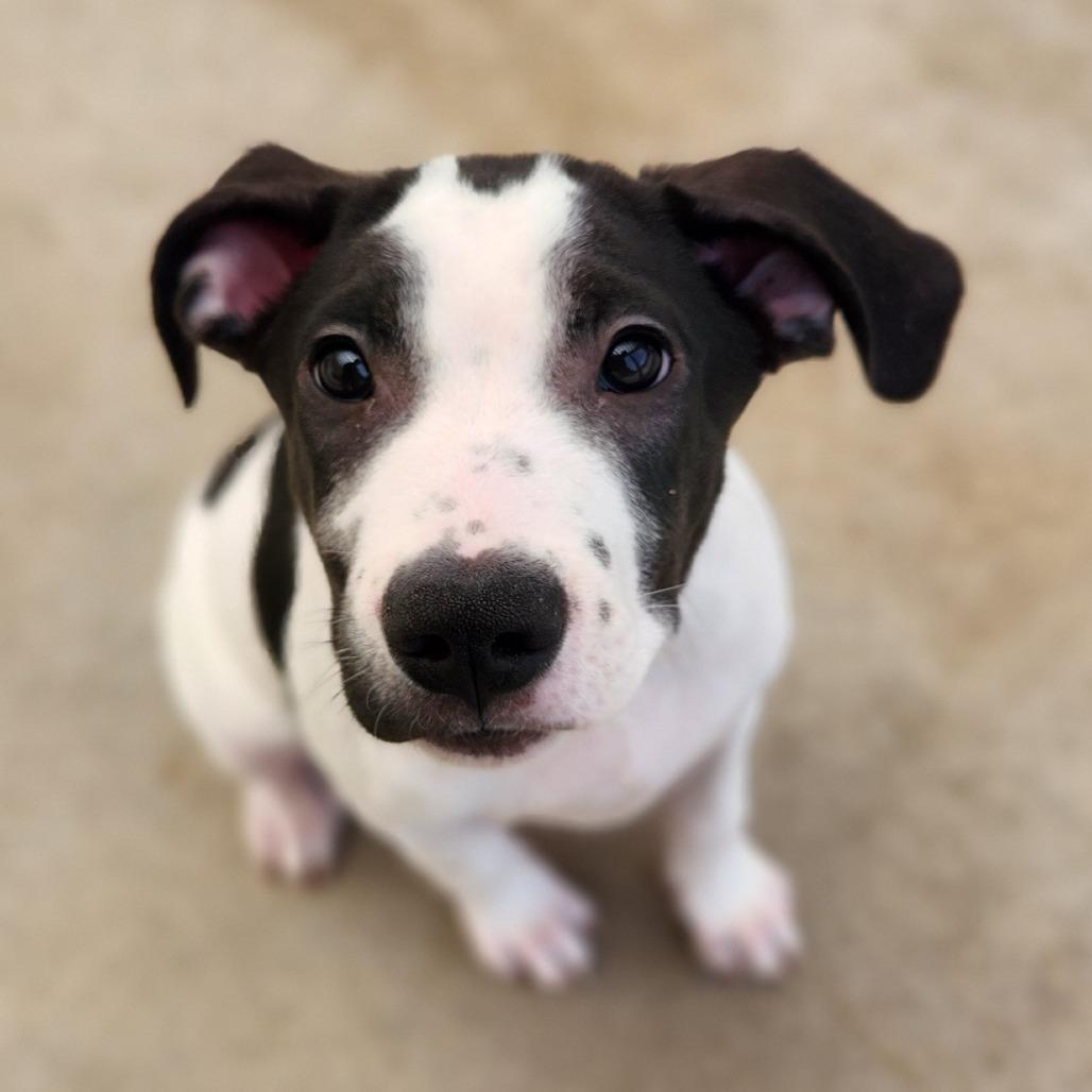 Banksy, Adoptable, Young Male Mixed Breed & Hound.