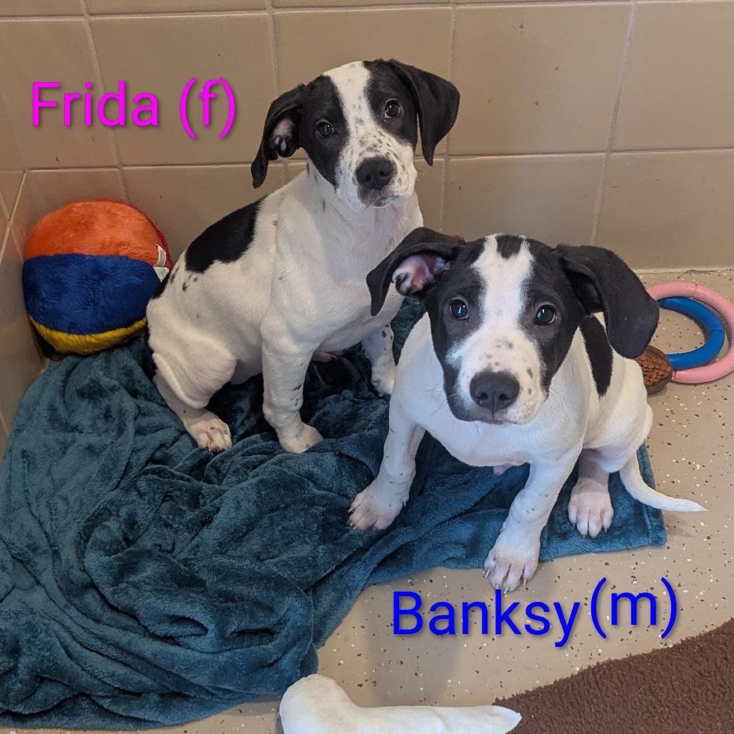 Banksy, a Adoptable mixed breed in Fenton, MI image 3/3