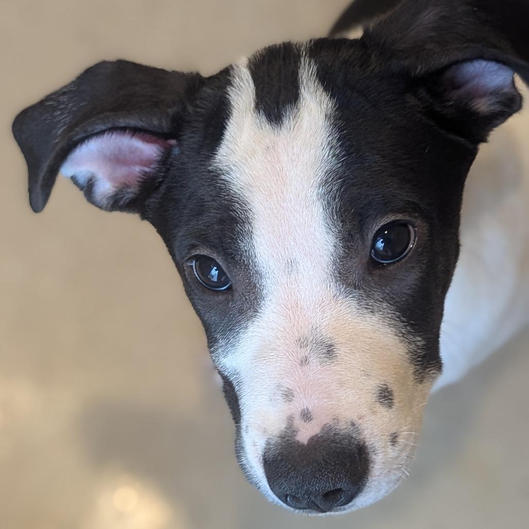 Banksy, a Adoptable mixed breed in Fenton, MI image 2/3