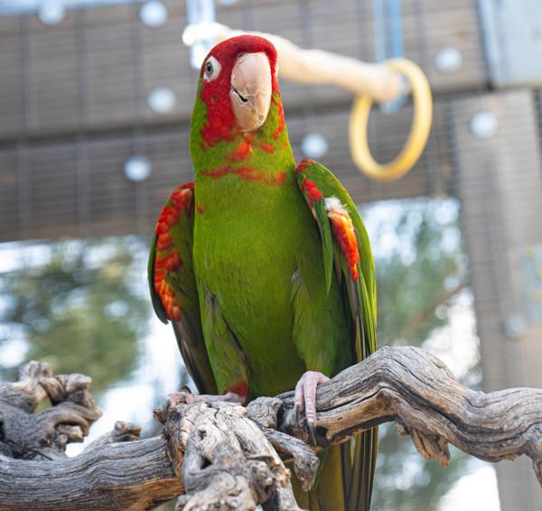Charley, Adoptable, Senior Male Conure.
