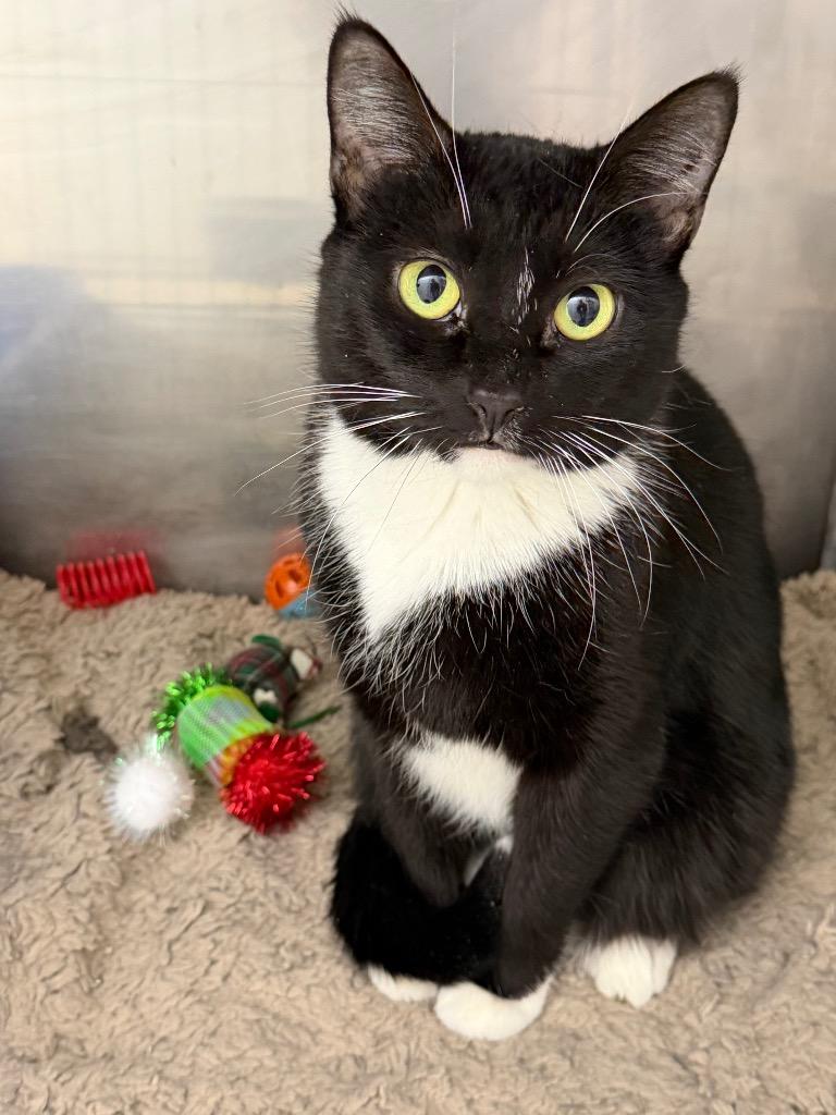 Mossie, Adoptable, Adult Female Domestic Short Hair.