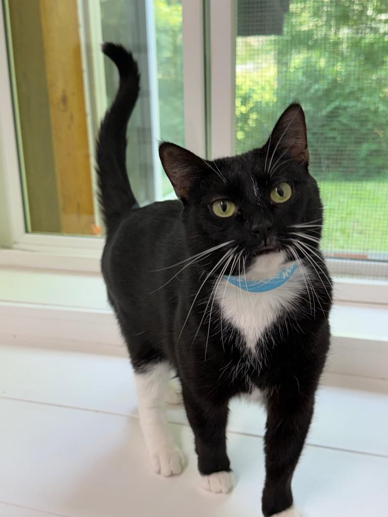 Mossie, a Adoptable mixed breed in Glenfield, NY image 2/3