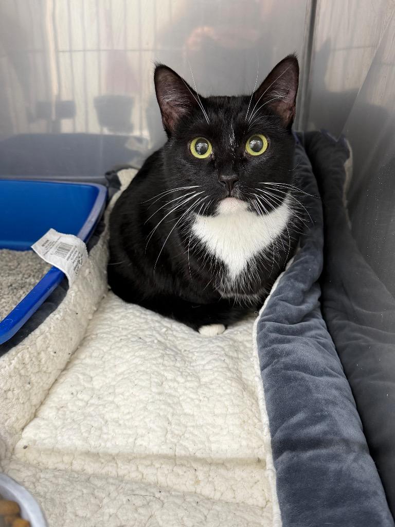 Enlarge Mossie, a Adoptable mixed breed in Glenfield, NY image 2/2