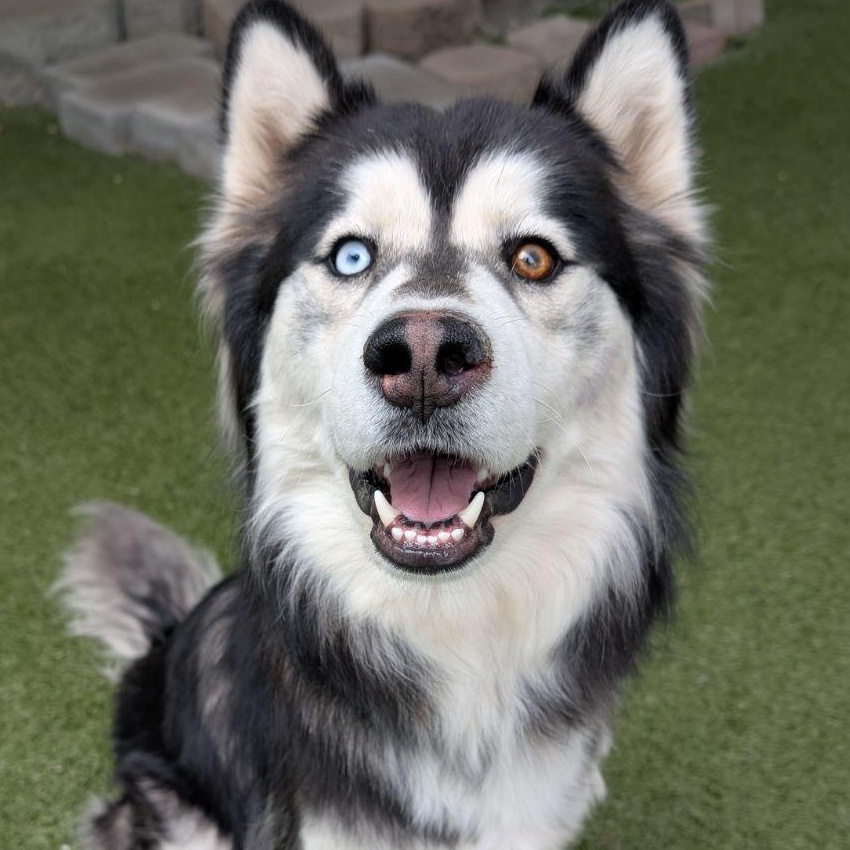Wookie, ADOPTABLE, Adult Male Husky.