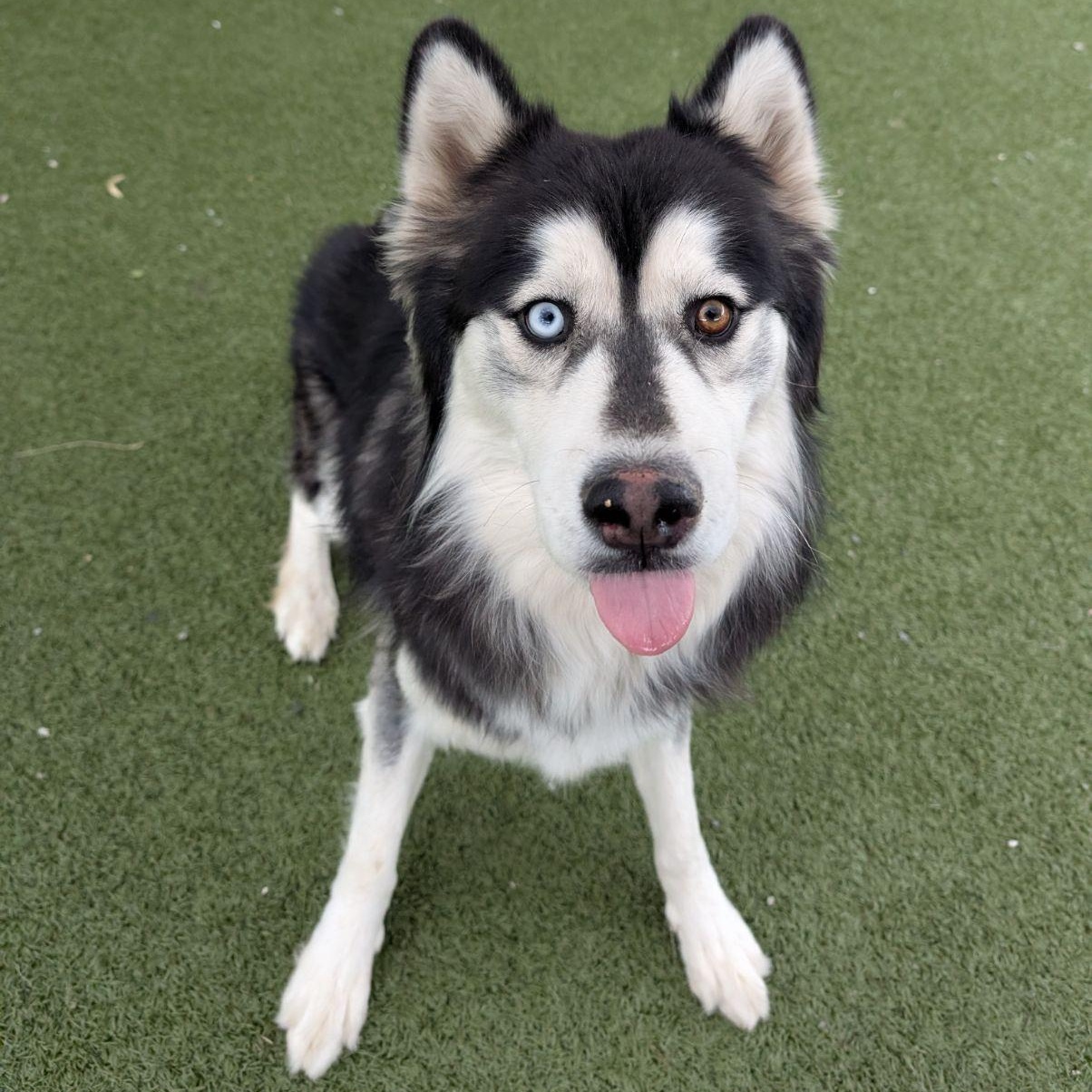 Wookie, a ADOPTABLE Husky in Wenatchee, WA image 3/3