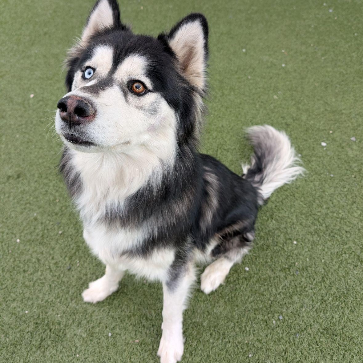 Wookie, a ADOPTABLE Husky in Wenatchee, WA image 2/3
