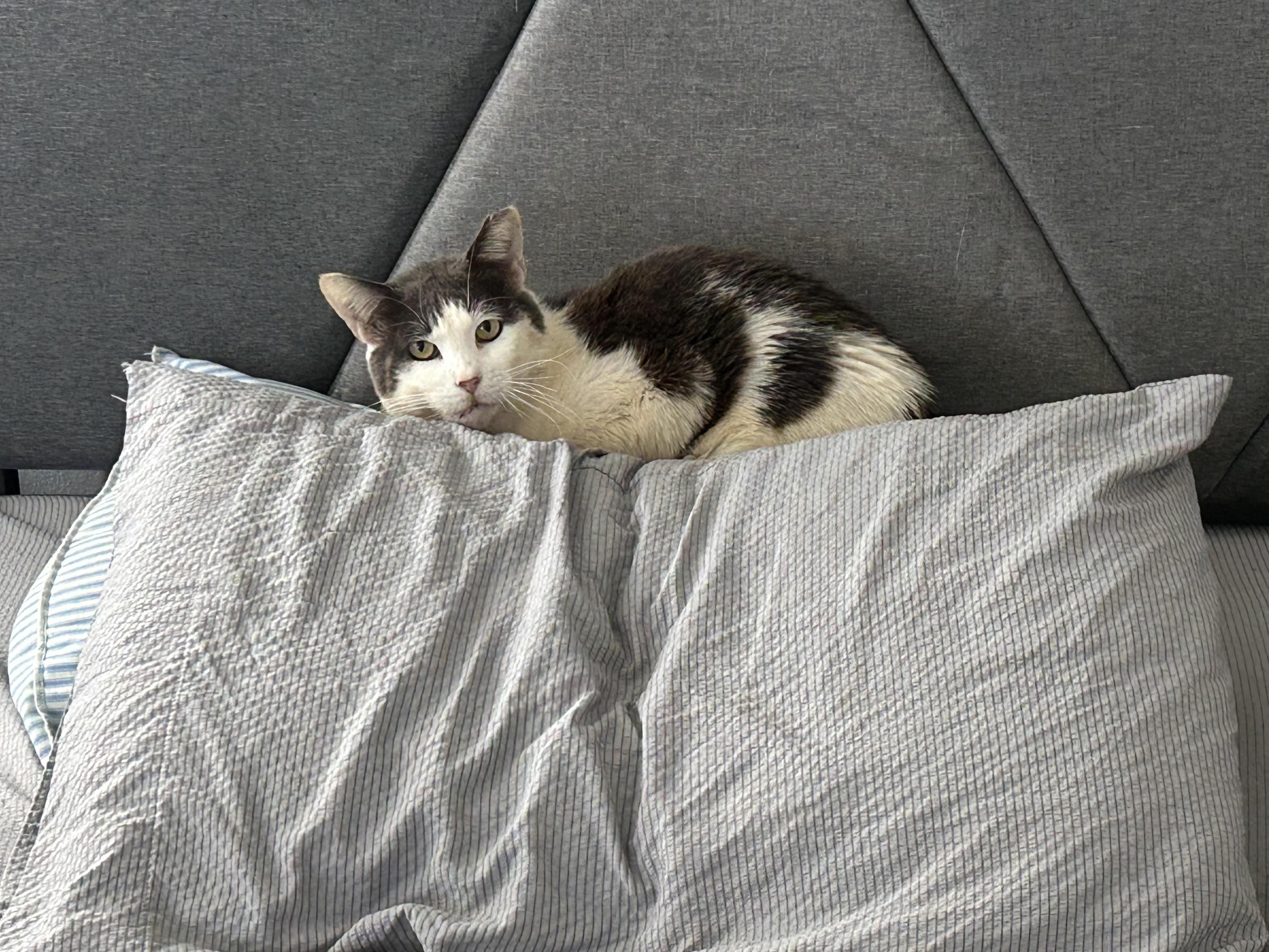 Trinity, ADOPTABLE, Young Male Domestic Short Hair.