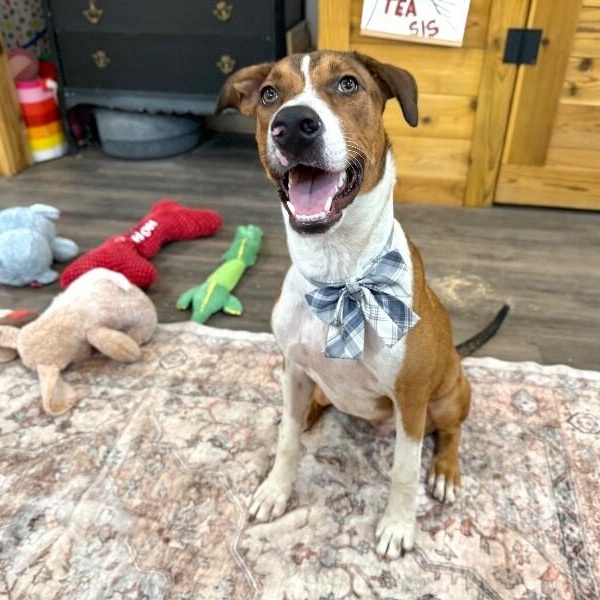 George the goodest boy — thumbnail 4