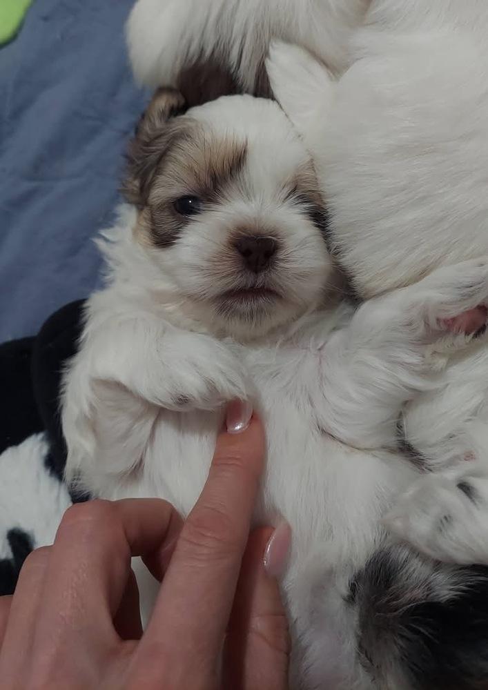 Petey, Adoptable, Puppy Male Shih Tzu.