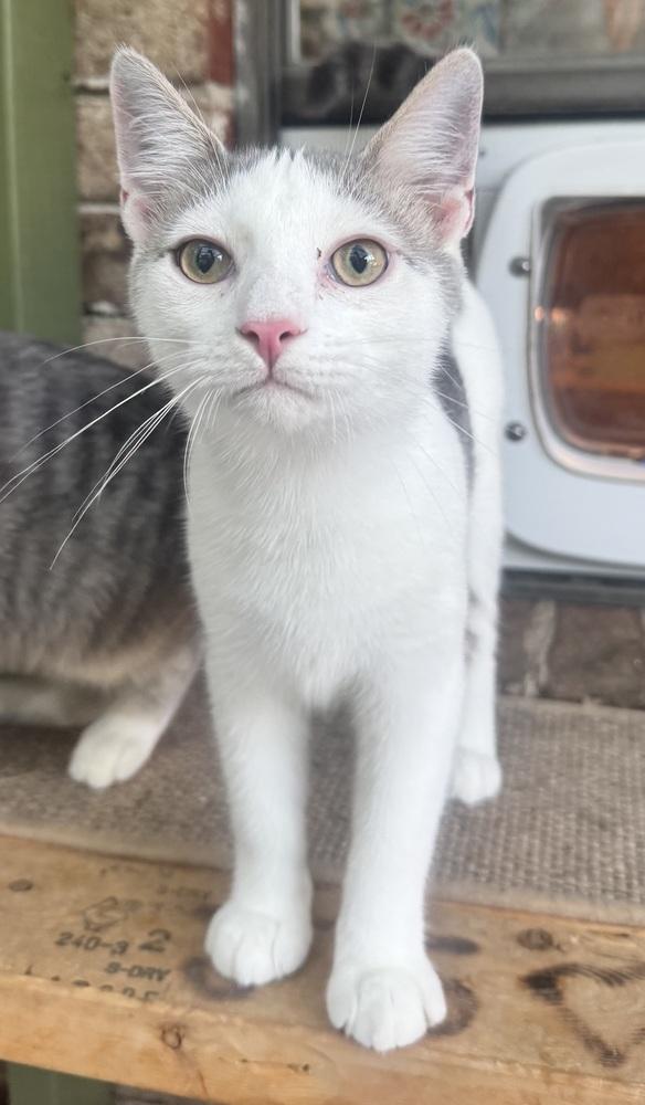 Master Shifu, Adoptable, Kitten Male Domestic Short Hair.