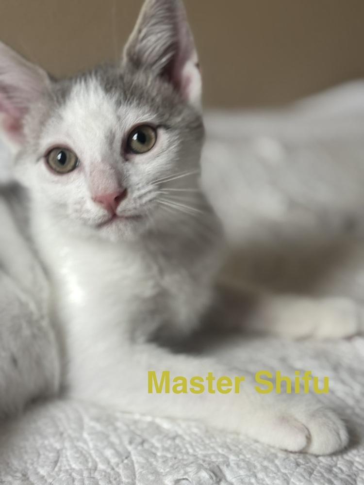Master Shifu, Adoptable, Kitten Male Domestic Short Hair.