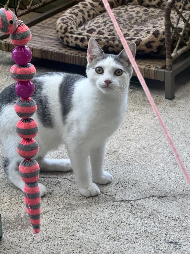 Enlarge Master Shifu, a Adoptable mixed breed in Plumerville, AR image 2/2
