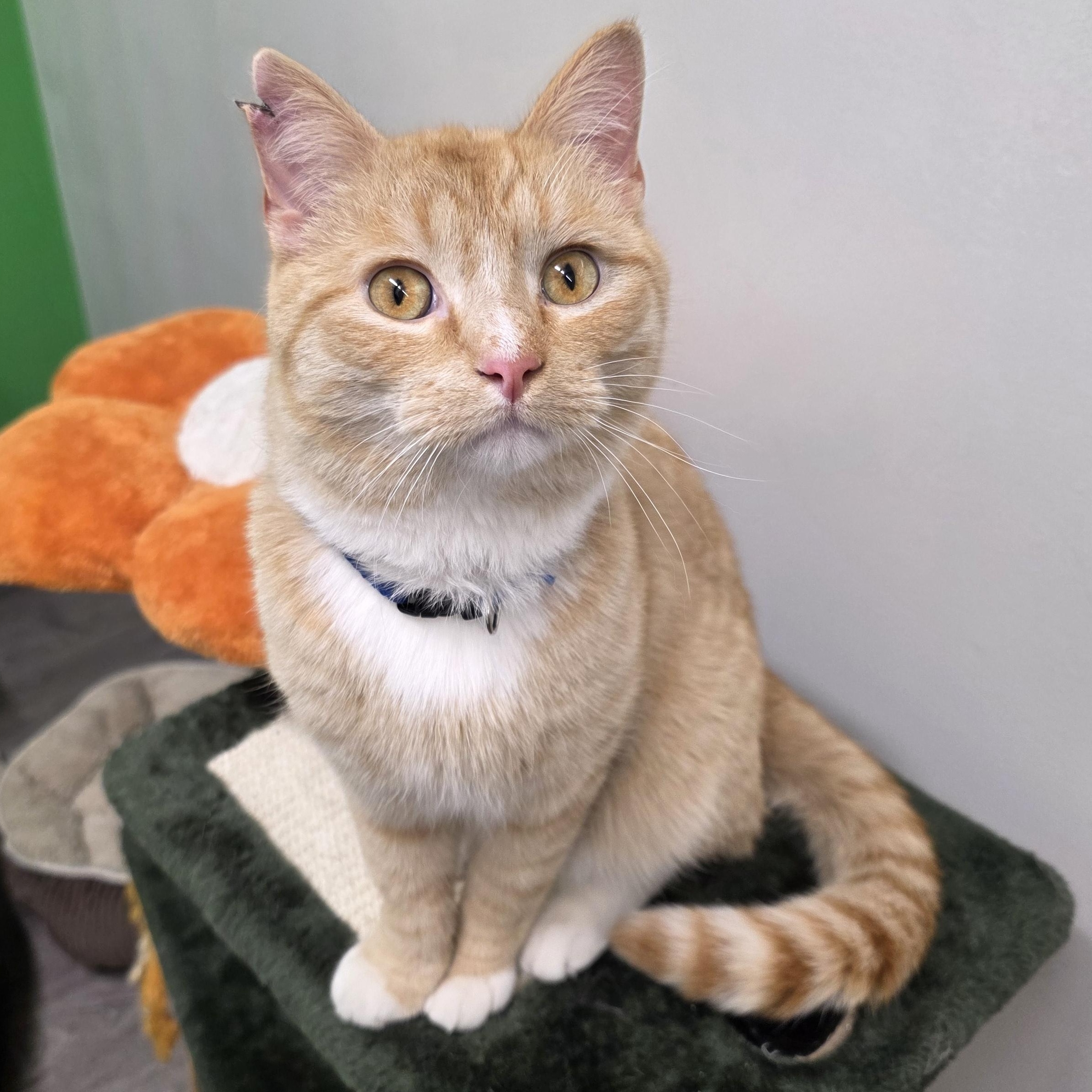 Enlarge Garfield, a Adoptable Domestic Short Hair in Sauk City, WI image 1/5
