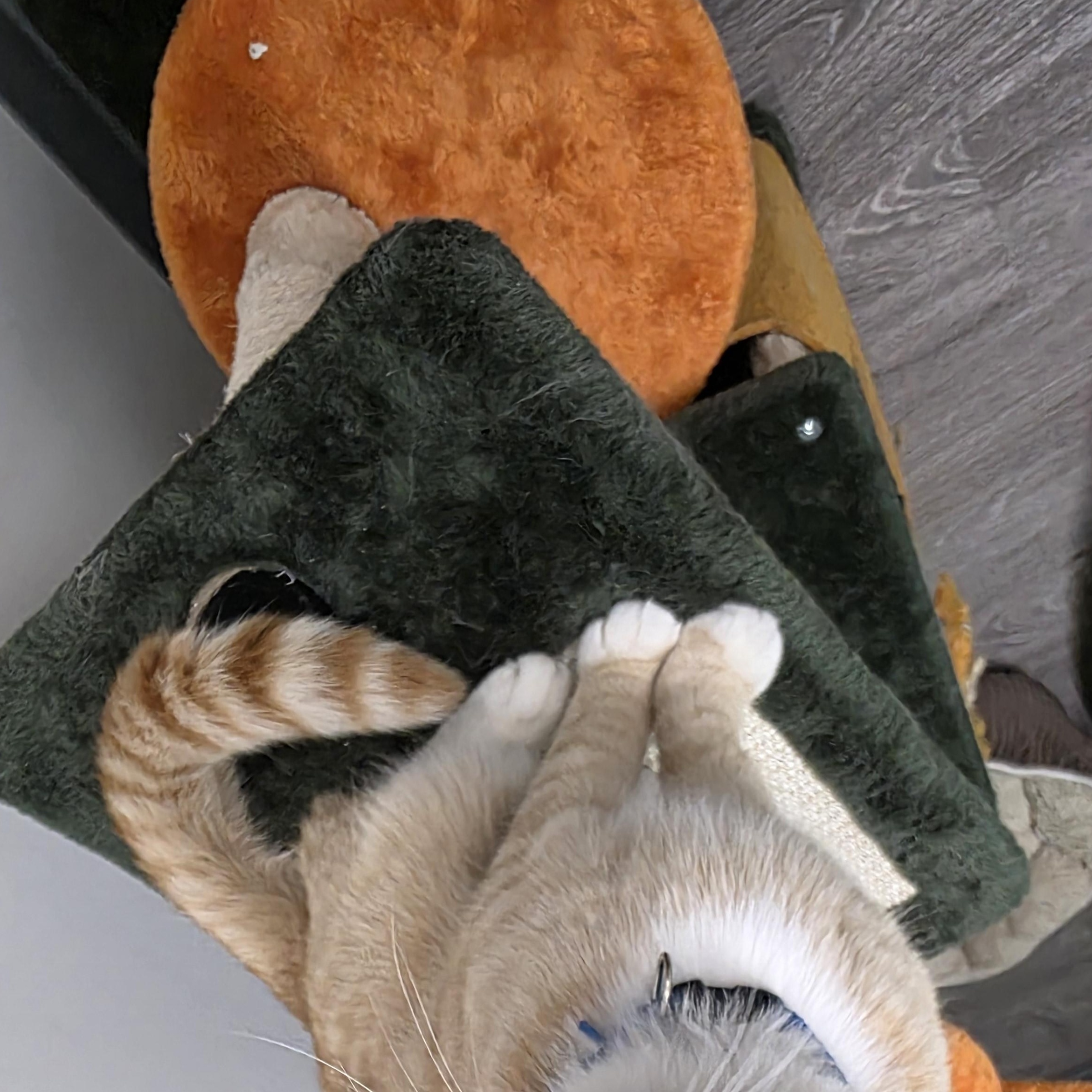 Enlarge Garfield, a Adoptable Domestic Short Hair in Sauk City, WI image 5/5