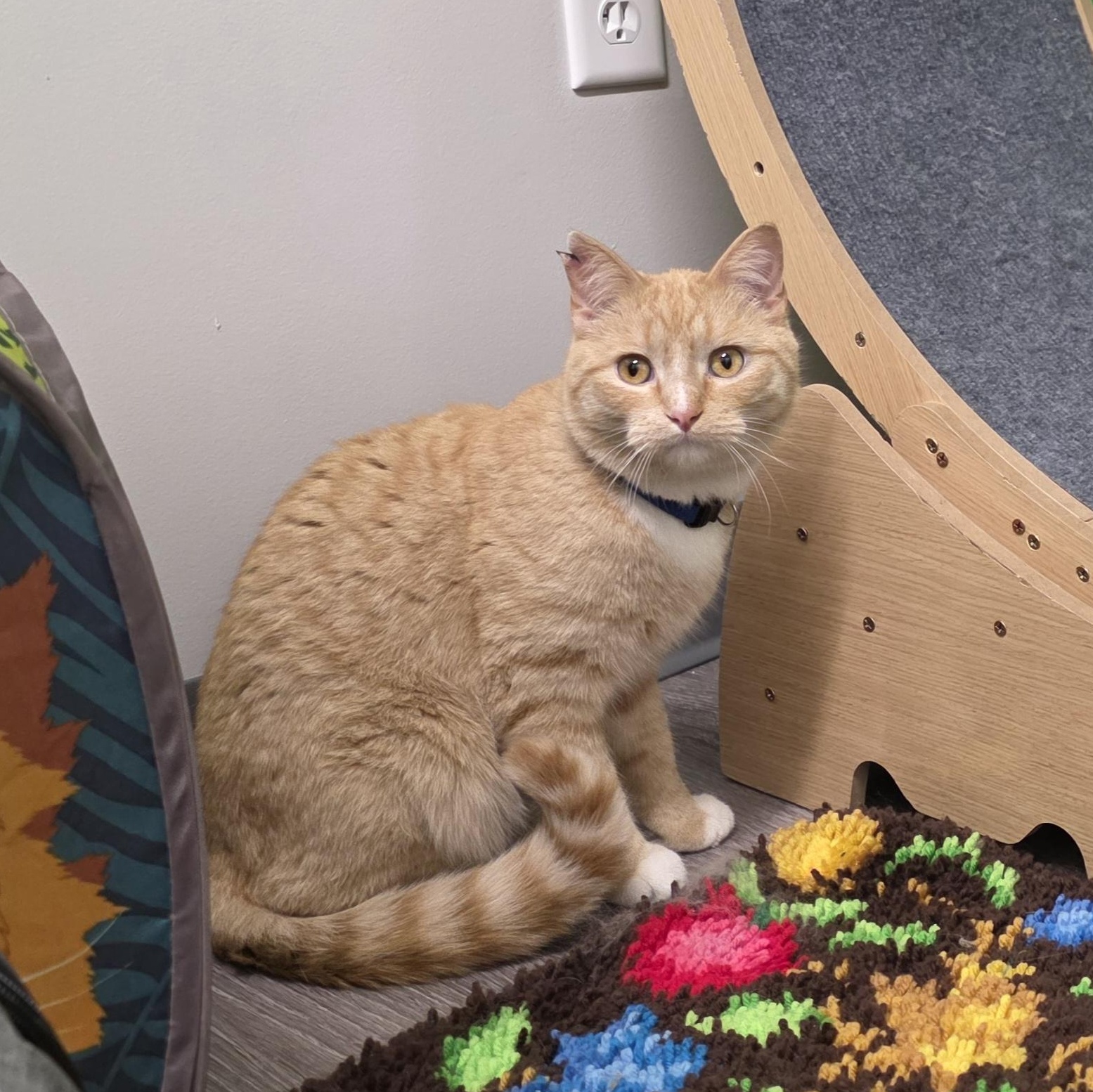 Enlarge Garfield, a Adoptable Domestic Short Hair in Sauk City, WI image 3/5