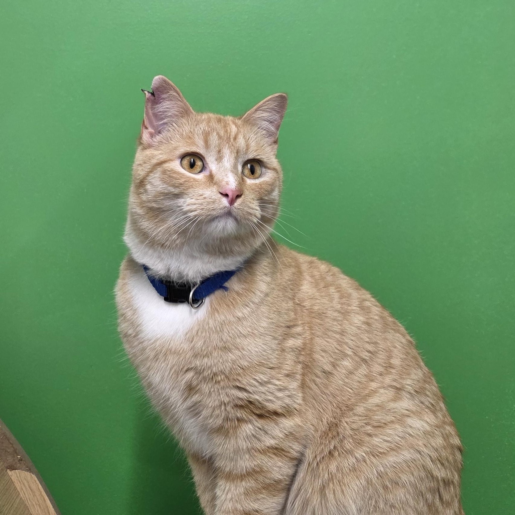 Enlarge Garfield, a Adoptable Domestic Short Hair in Sauk City, WI image 2/5