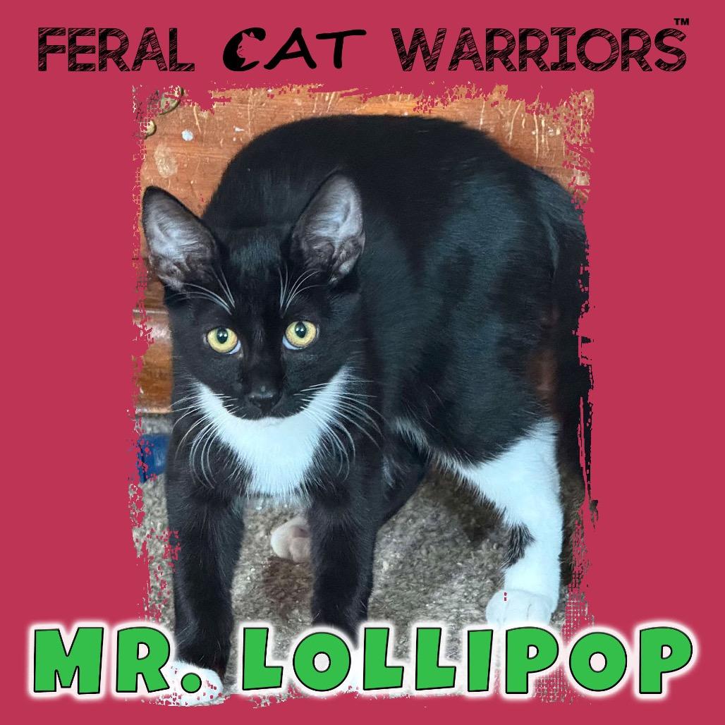 Enlarge Mr. Lollipop, a Adoptable Domestic Short Hair in Kingman, AZ image 1/1